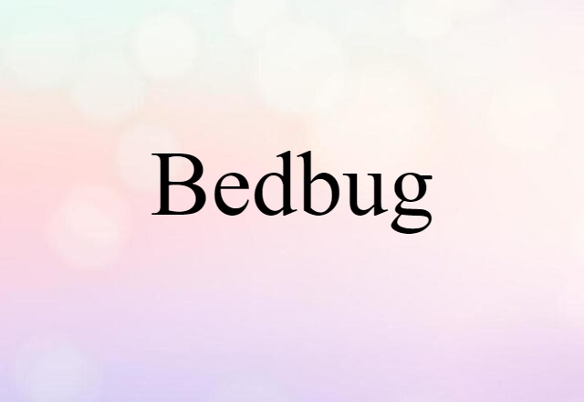 bedbug