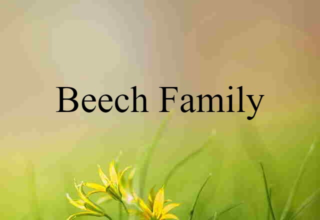 Beech Family (noun) Definition, Meaning & Examples