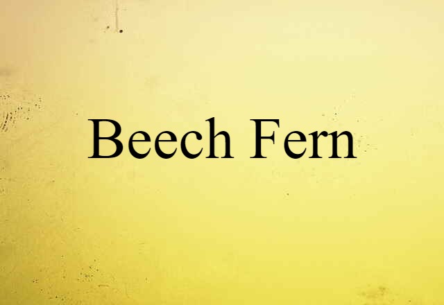 Beech Fern (noun) Definition, Meaning & Examples