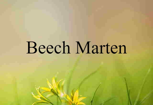 beech marten