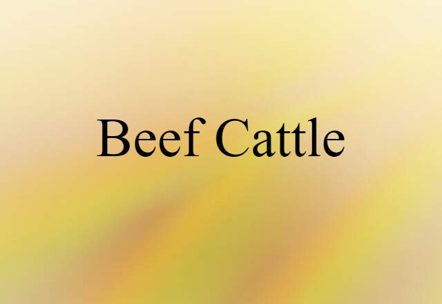 beef cattle