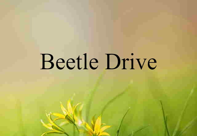 Beetle Drive (noun) Definition, Meaning & Examples