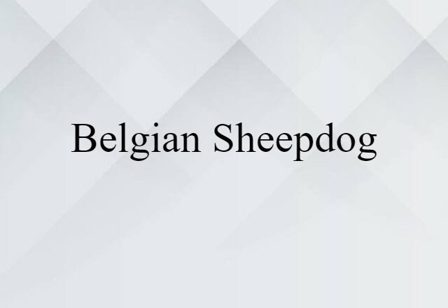 Belgian sheepdog