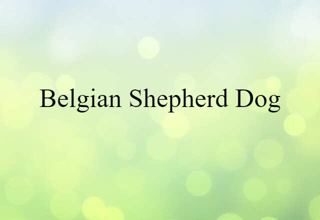 Belgian shepherd dog