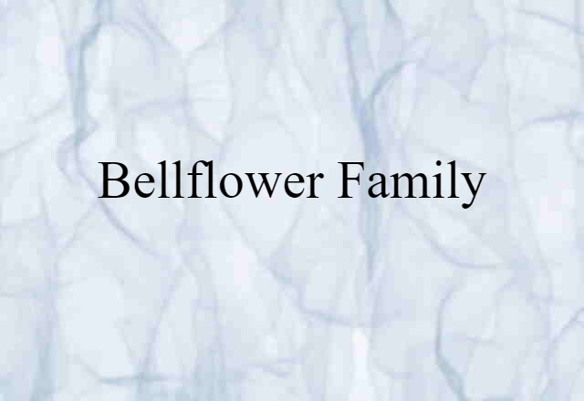 bellflower family