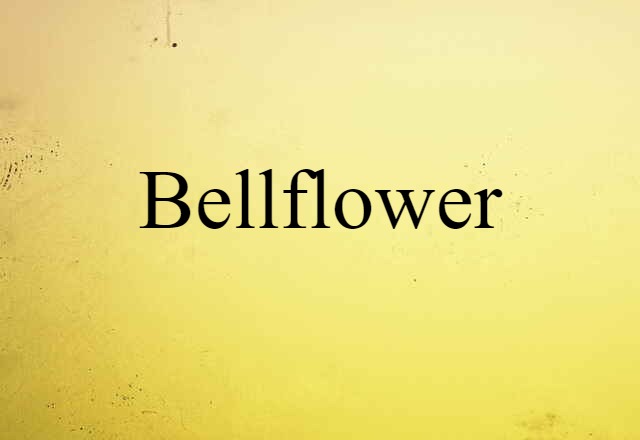 Bellflower (noun) Definition, Meaning & Examples