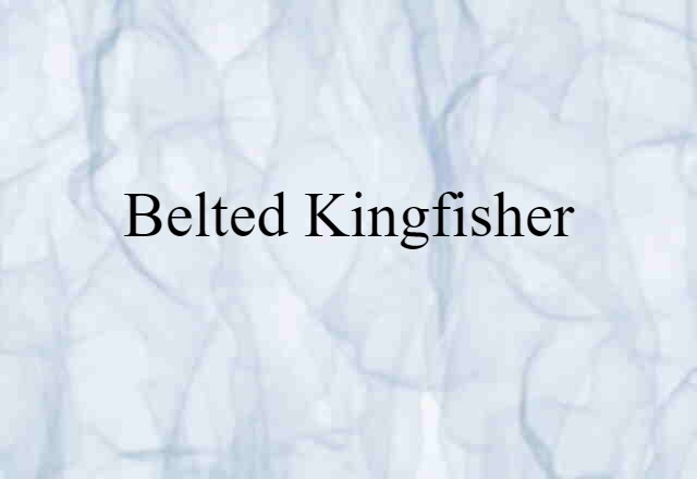 Belted Kingfisher (noun) Definition, Meaning & Examples