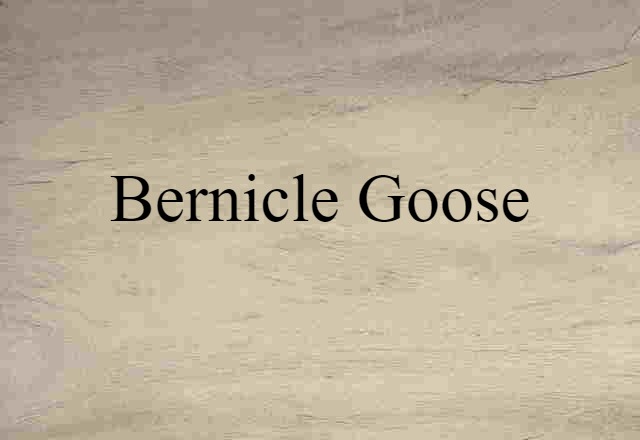 Bernicle Goose (noun) Definition, Meaning & Examples