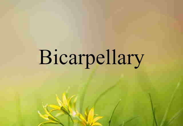 Bicarpellary (noun) Definition, Meaning & Examples