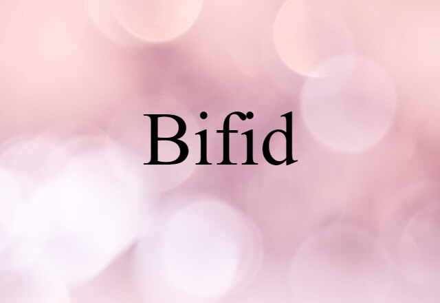 Bifid (noun) Definition, Meaning & Examples