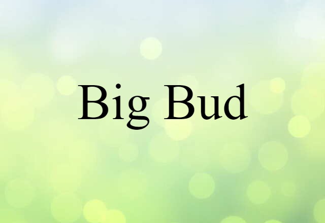 Big Bud (noun) Definition, Meaning & Examples