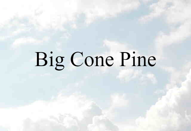 big-cone pine