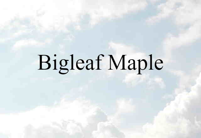 Bigleaf Maple (noun) Definition, Meaning & Examples