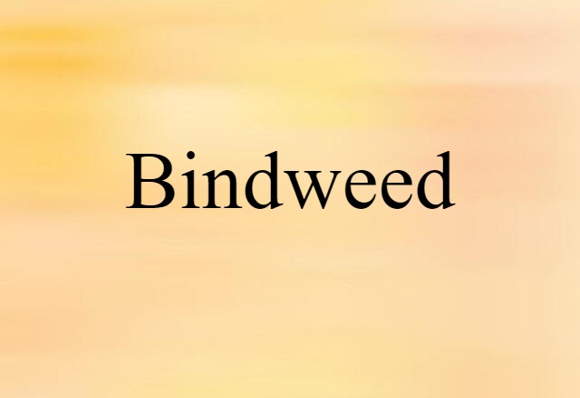 bindweed