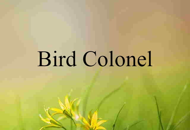 Bird Colonel (noun) Definition, Meaning & Examples