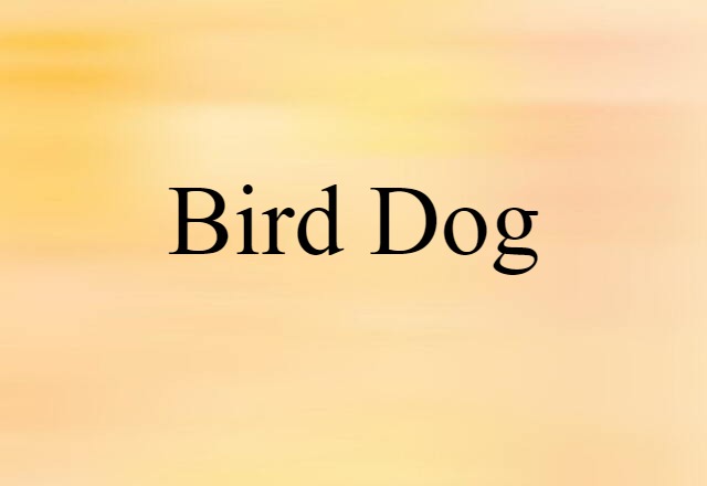 Bird Dog (noun) Definition, Meaning & Examples