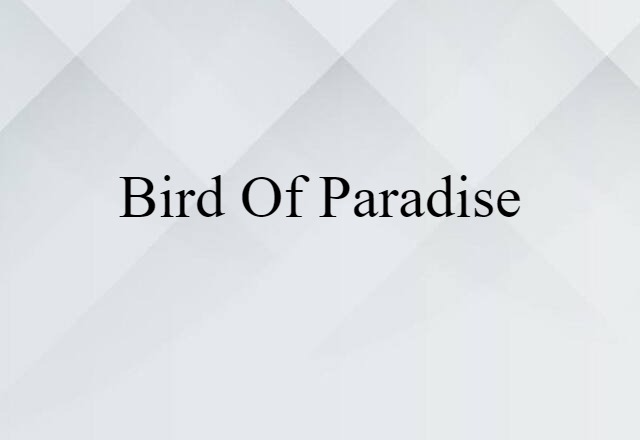 bird of paradise