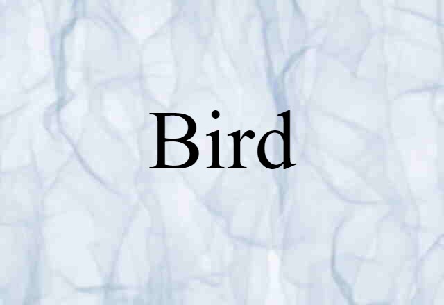 Bird (noun) Definition, Meaning & Examples