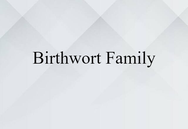 birthwort family