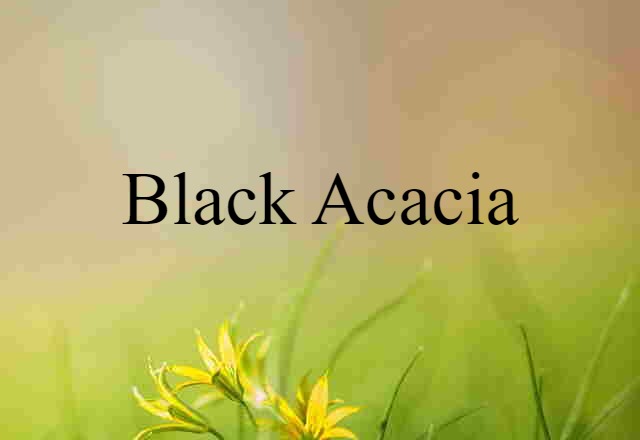 black acacia