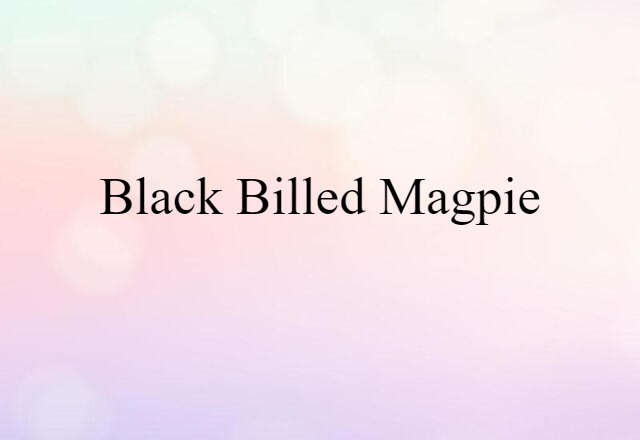 black-billed magpie