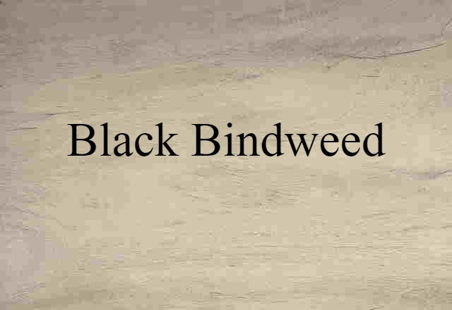 black bindweed