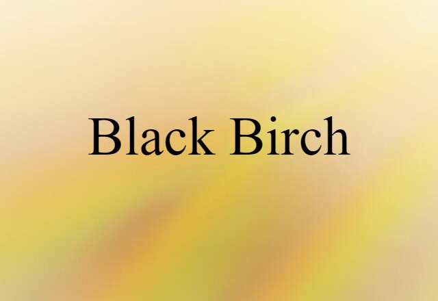 black birch