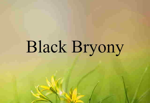 Black Bryony (noun) Definition, Meaning & Examples