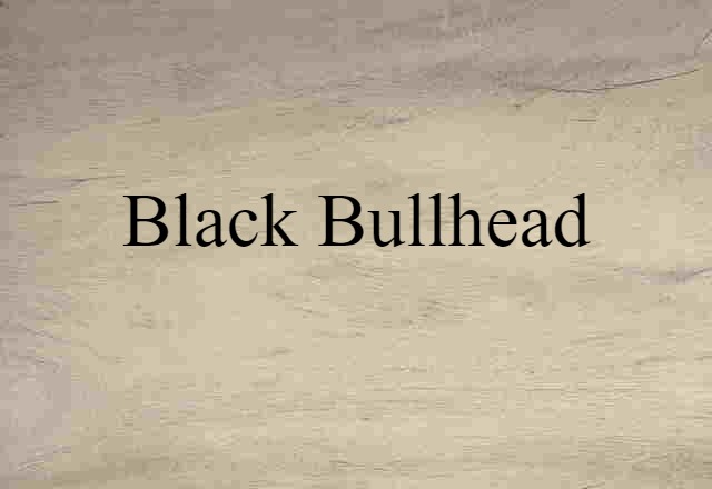 black bullhead