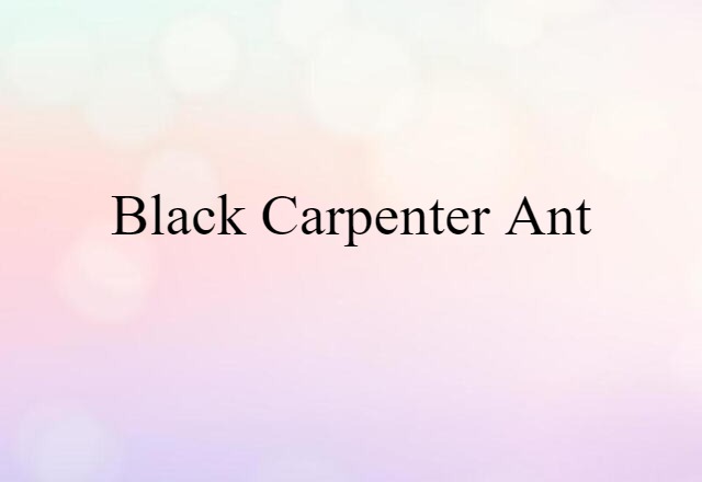 Black Carpenter Ant (noun) Definition, Meaning & Examples