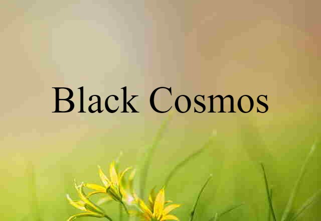 Black Cosmos (noun) Definition, Meaning & Examples