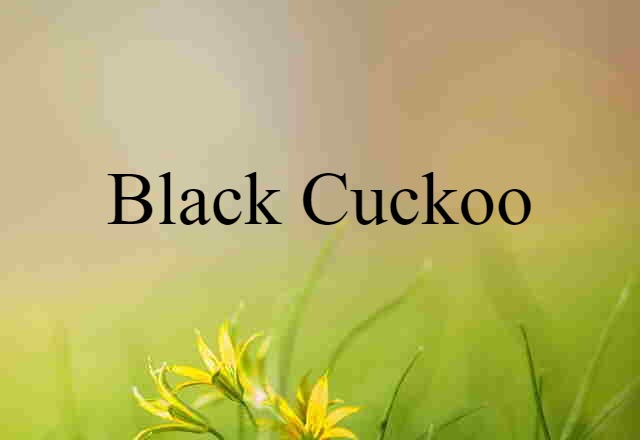 black cuckoo