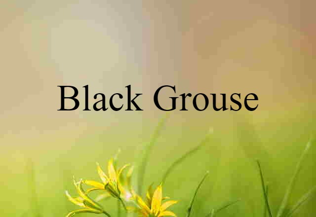 black grouse