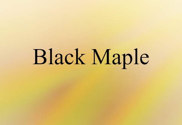 Black Maple (noun) Definition, Meaning & Examples