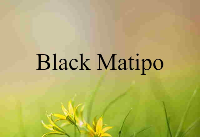 black matipo