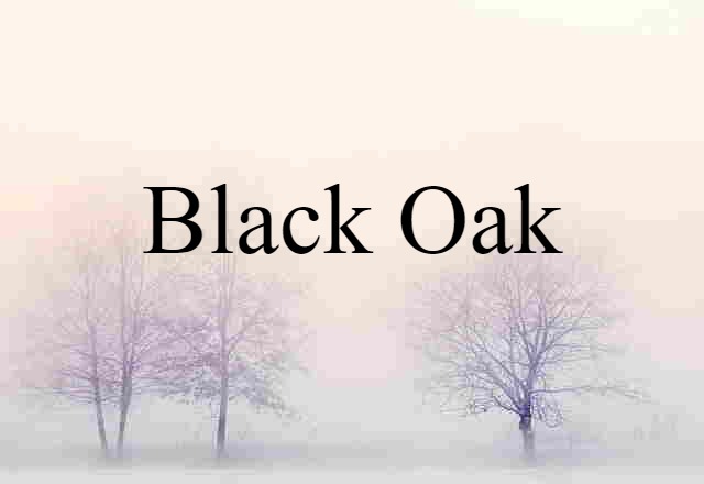 black oak