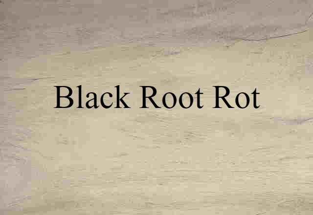 black root rot