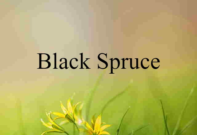 black spruce