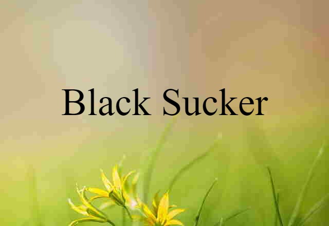 Black Sucker (noun) Definition, Meaning & Examples