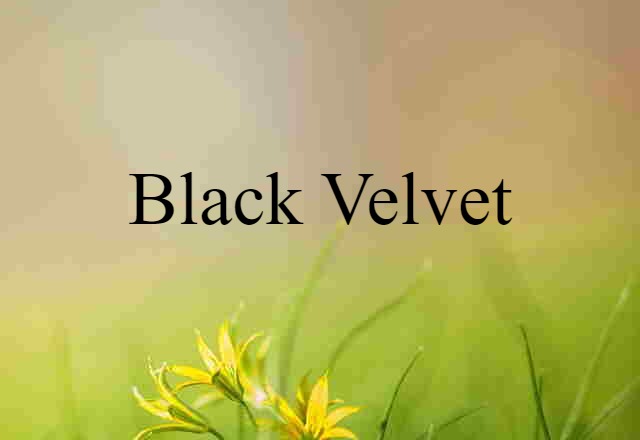 Black Velvet (noun) Definition, Meaning & Examples