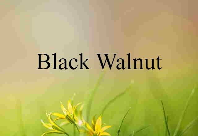 Black Walnut (noun) Definition, Meaning & Examples