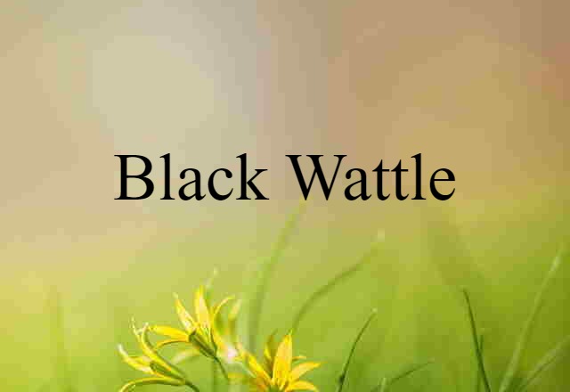 Black Wattle (noun) Definition, Meaning & Examples