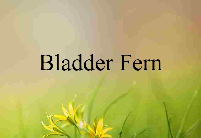 bladder fern