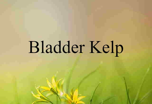 bladder kelp