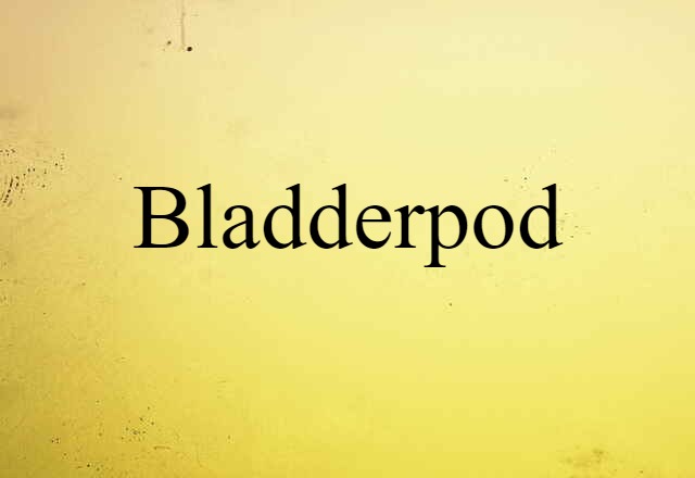 bladderpod