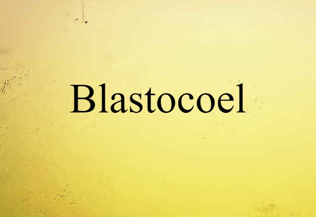 Blastocoel (noun) Definition, Meaning & Examples