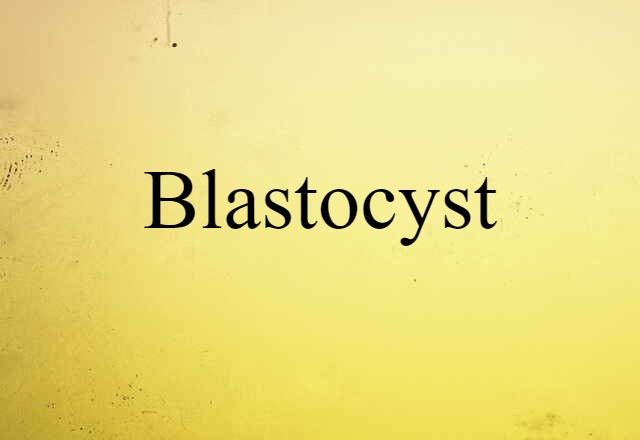 Blastocyst (noun) Definition, Meaning & Examples