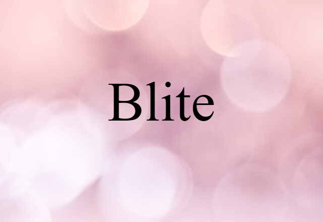 Blite (noun) Definition, Meaning & Examples