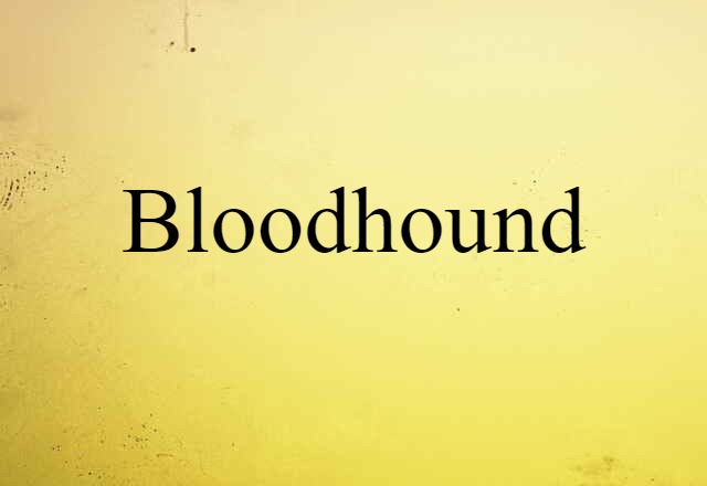 Bloodhound (noun) Definition, Meaning & Examples