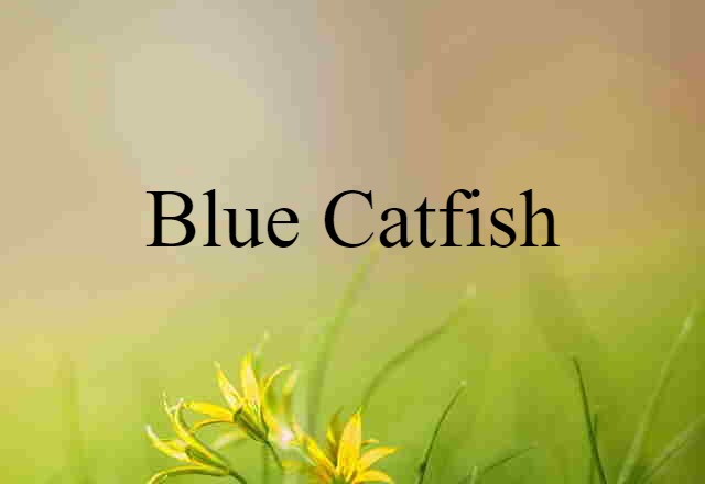 Blue Catfish (noun) Definition, Meaning & Examples